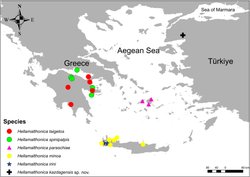 Balıkesir'den yeni bir örümcek türü keşfedildi ve Hellamalthonica cinsinin Türkiye'de de olduğu anlaşıldı!