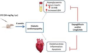 Liraglutide And HIIT Show Promise For Heart Health