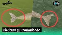 กรมทรัพฯ เร่งช่วยเหลือ พะยูนถูกเชือกรัดหาง ที่เกาะลิบง จ.ตรัง