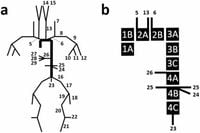 Blood pressure waveform morphology assessed using a transmission line model and harmonic distortion analysis - Scientific Reports