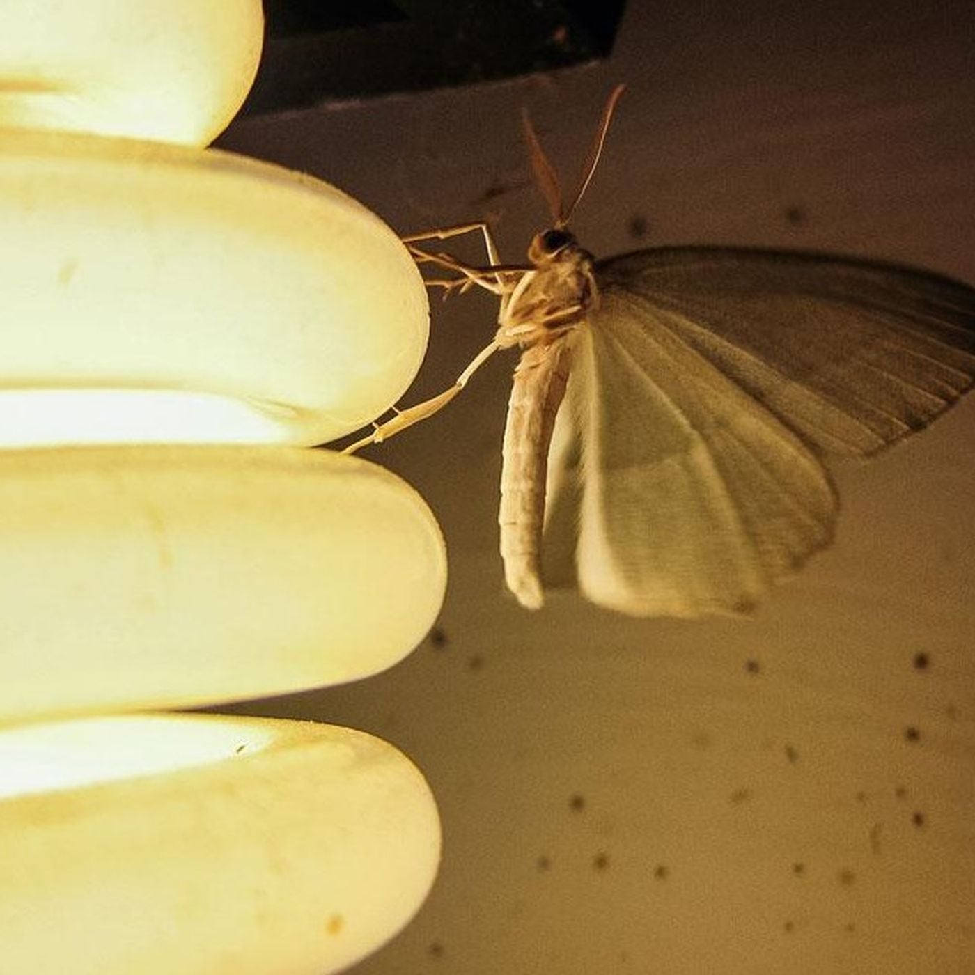 Fototaksi: Bazı Böcekler Neden Işığa Yönelir?
