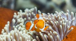 Balıklar Gerçekten Uyur Mu?