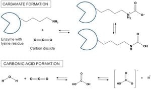 Enhancing Mesalazine Solubility Using Supercritical Carbon Dioxide