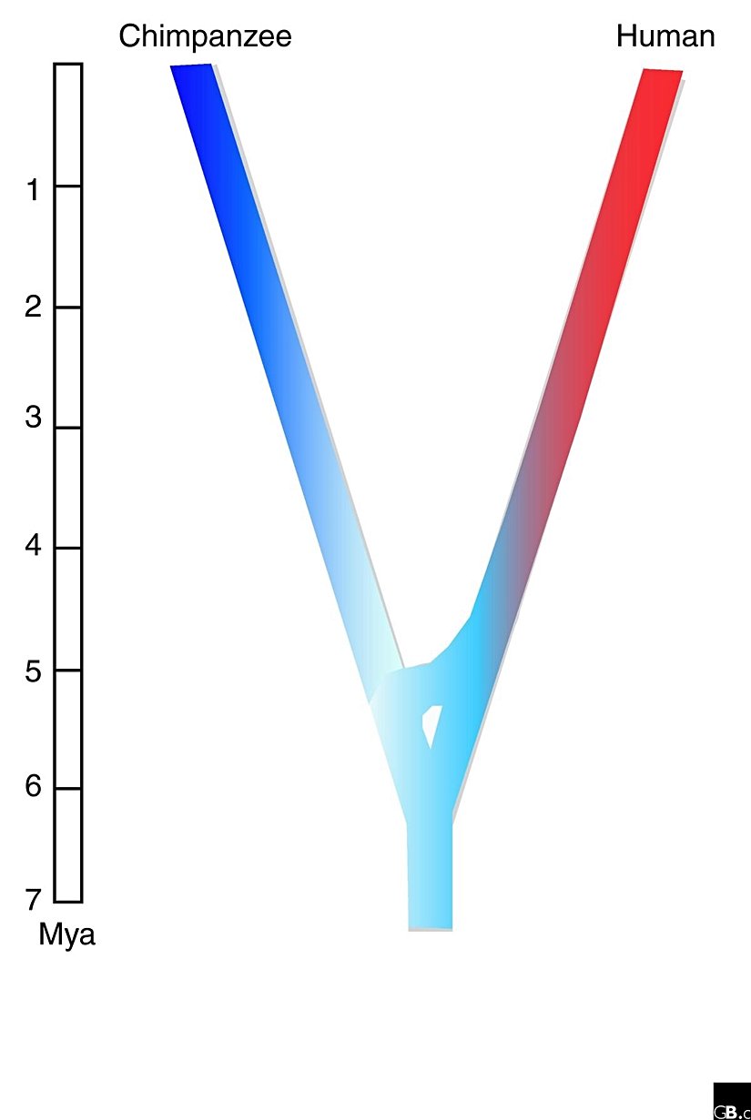 İnsanlar ile şempanzelerin ayrımını gösteren bir Evrim Ağacı...