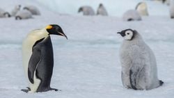 İnsanlar "Penguen" Gibi Basit Bir Kelimeyi Bile Birbirinden Çok Farklı Şekillerde Algılıyor!