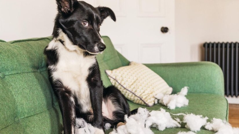 Köpeklerde Dikkat Eksikliği ve Hiperaktivite Bozukluğu (DEHB) Olabilir mi?