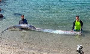 Rare Oarfish Discovery Captivates California Coast