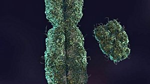 Y Kromozomunun Yok Olacağına Dair Fikirleri Çürüten Bir Çalışma