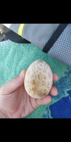 Denizden ne olduğunu bilmediğim bir kabuk çıkardım. Ne olduğunu bilen var mı?