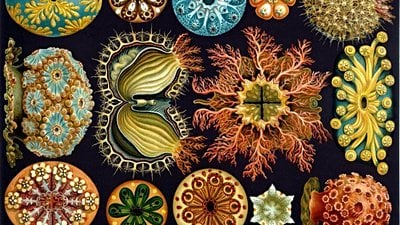 Kambriyen Patlaması, Evrim Teorisi İçin Bir Sorun mu?