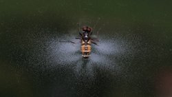 Kusursuz Katil: Entomophthora Muscae