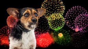 Fireworks Risks Spark Alarm Over Animal Safety