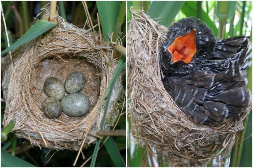 Guguk Kuşunun Yumurtası ile Diğer Yumurtaların Farklı ve Yavru Guguk Kuşu