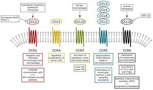 Human Th17 Cells Exhibit Distinct Migration Patterns Linked To Chemokines