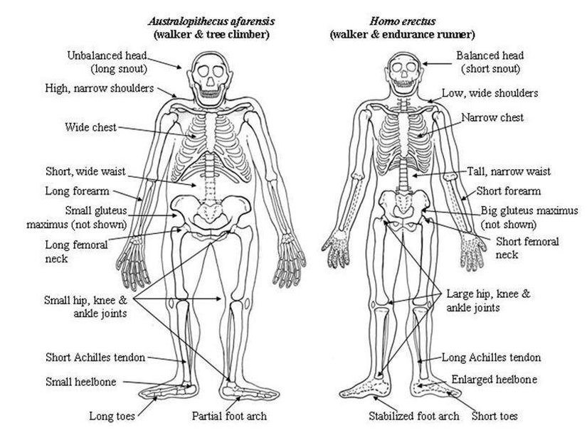 Yürüme ve ağaç yaşamına adapte olmuş sayılabilecek Australopithecus afarensis ile uzun mesafe koşucusu Homo erectus iskeleti arasındaki farklar