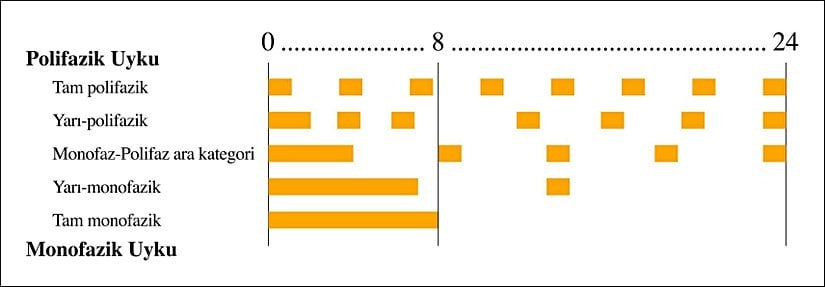 Monofazik ve Polifazik uykuda, uyku-uyanıklık periyotlarının 24 saatlik sürece dağılımı