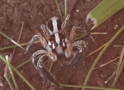 Jumping Spider gibi avcı örümcekler mi daha avantajlıdır yoksa ağ kurup avını bekleyenler mi?