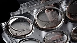 İnsan Beyni ile Çalışan Bilgisayarlar Geleceğin Yolu Olabilir