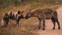 Watch: Unusual interaction between hyenas and wild dogs | Kathorus Mail