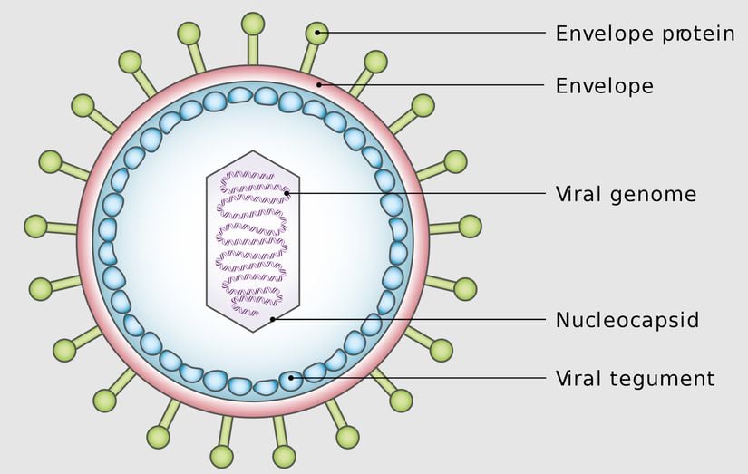 Location of the Viral Tegument