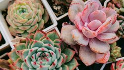 Zehirli Varlıkların ve Zehirleme Şekillerinin Arasındaki Fark Hakkında