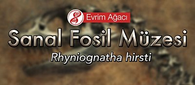 Rhyniognatha hirsti (Bilinen En Eski Böcek)