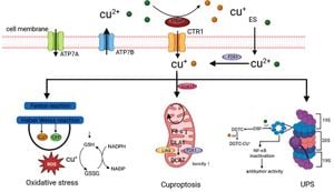 Unraveling Cuproptosis: A New Frontier In Carotid Artery Disease