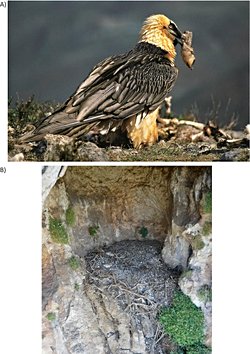 Kuşlarda Türler Arası Uyarı Çağrısı ve Akbaba Yuvalarında Yüzyıllık İnsan Eserleri Keşfedildi.