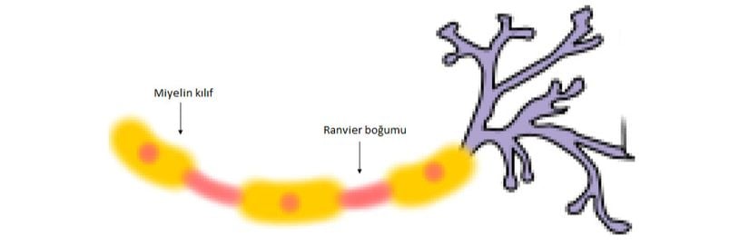 Görseldeki kırmızı/pembe renkli yapılar Ranvier boğumlarıyken, aksonun etrafını saran sarı yapılar da miyelin kılıflarıdır.