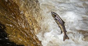 Facing The Tide Of Declining Salmon Populations