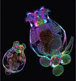 Annenin Yaşı Yavrunun Hücrelerine Nasıl Yazılıyor? Rotifer Deneyleri Epigenetik Bir Mekanizmayı İşaret Ediyor.