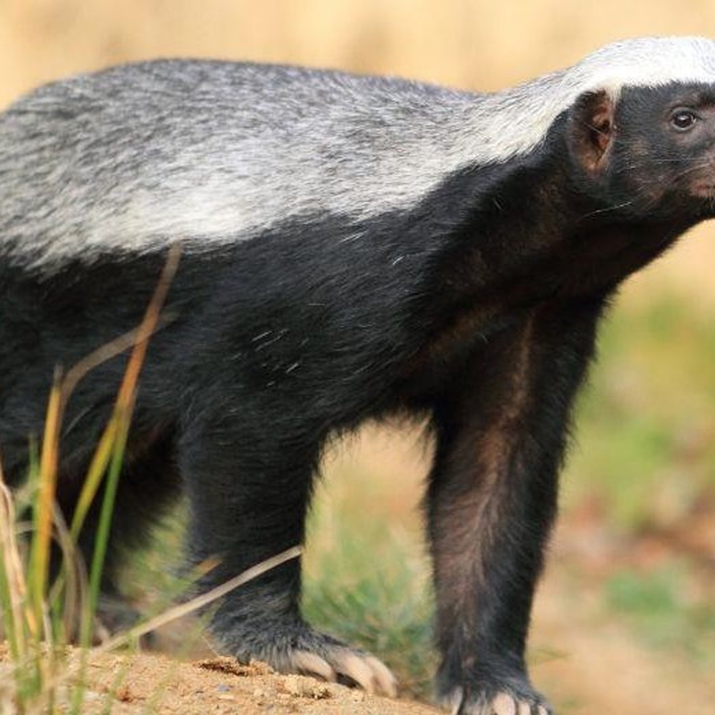 Evrim Ağacı ile Bilime Dair Her Şey!