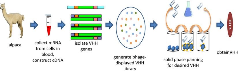 Devegiller familyasından olan alpakadan nanokor eldesi.