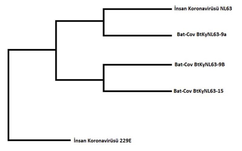 İnsan Koronavirüsü NL63'ün Evrim Ağacı