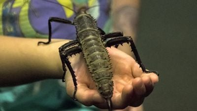 Değnek Çekirgeleri Evrimin Öngörülebilirliğini Bir Kez Daha Kanıtlıyor!