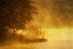 Sapan Örümcekleri: Ohio’nun Gladyatör Avcısı Sesle Avını Tuzağa Düşürüyor.