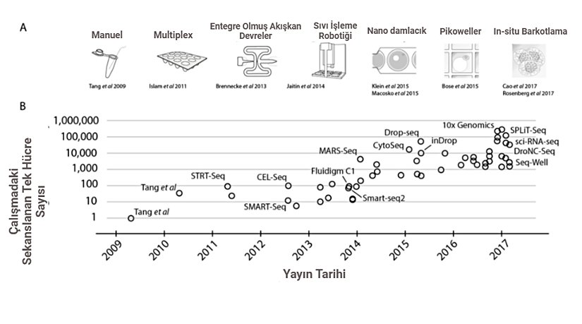 Figür 2. scRNA-seq Araştırmalarının Tarihlere Göre Ölçeklendirilmesi   (A) Deneysel ölçeklerde sıçramalara olanak tanıyan temel teknolojiler.~100 hücreye sıçrama, örnek çoklama (sample multiplexing) ile mümkün oldu; ~1.000 hücreye sıçrama, entegre sıvı devreleri (IFC'ler) kullanan büyük ölçekli çalışmalarla sağlandı ve bunu sıvı işleme robotikleri ile birkaç bin hücreye ulaşan sıçrama izledi. Daha büyük ölçek sıçramaları, nanodamla ve pikokuyu teknolojileri aracılığıyla rastgele yakalama yöntemleriyle mümkün hale geldi. Son dönem çalışmalarda ise bir sonraki ölçek sıçraması için in situ barkodlama kullanıldı. (B) Yayın tarihlerine göre, temsilci yayınlarda rapor edilen hücre sayıları. "S. Valentine ve ark., 2018" makalesinden alınan figür, BioRender kullanılarak uyarlanmıştır.