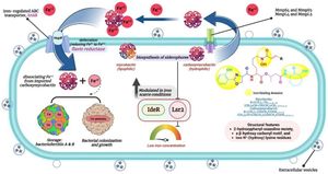 New Insights Into Mycobacterial Transporter IrtAB Reveal Unique Mechanism For Iron Uptake