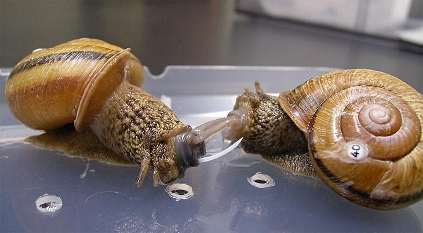A couple of land snails, the one on the left sticks the arrow of love into the one on the right