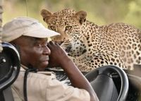 Leopard lands on hood of open vehicle during game drive in Kruger
