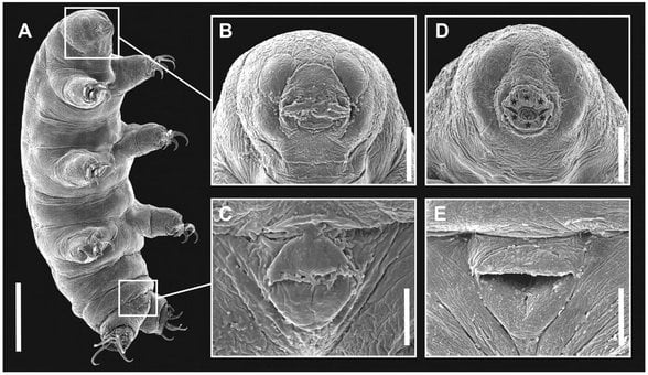 Tardigrad mikroskop altında görüntüsü.