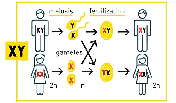Meiosis -Mayoz, Gametes - cinsiyyet hücreleri, fertilization - mayalanma