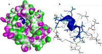 Computationally designed multi-epitope vaccine construct targeting the SARS-CoV-2 spike protein elicits robust immune responses in silico - Scientific Reports