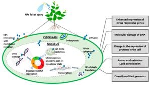 New Imaging Technique Enhances Visualization Of Cells And Nanoparticles