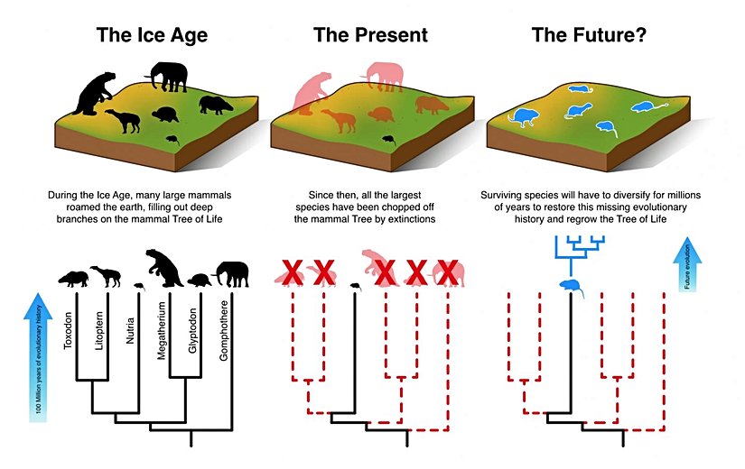 Önümüzdeki 3-5 milyon yıl içinde küçük memelilerin büyük memeli türlerindeki kayıpları telafi edebilmek için nasıl evrimleşip çeşitlenmesi gerektiğine dair bir ilüstrasyon