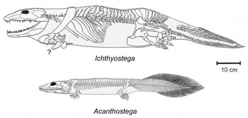 Acanthostega