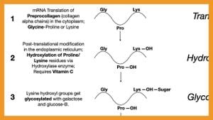 Unlocking The Secrets Of Collagen Maturation With KOGG Complex