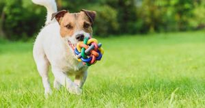 Indonesia Exports Innovative Dog Chew Toys To Global Markets