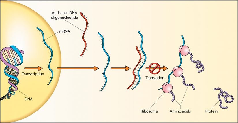 Hücre içerisinde DNA'dan proteine kadar süren zincirin kısa bir şematik gösterilişi...