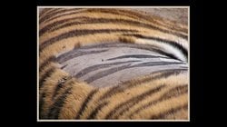 Kaplanlarda Çizgiler Neden Evrimleşti?